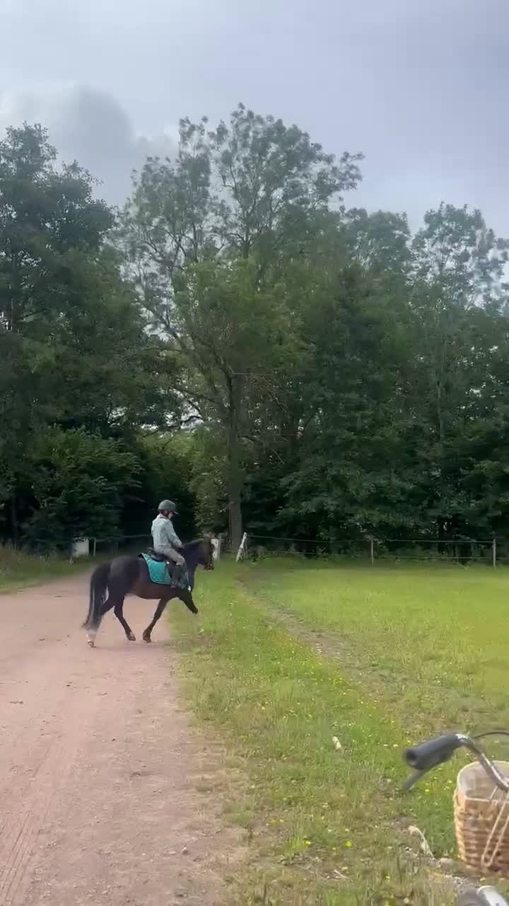 Allround hästar till salu: Allsidig barnponny - Video 3