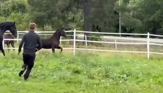 Dressyr hästar till salu: Åring för framtiden - Video 3