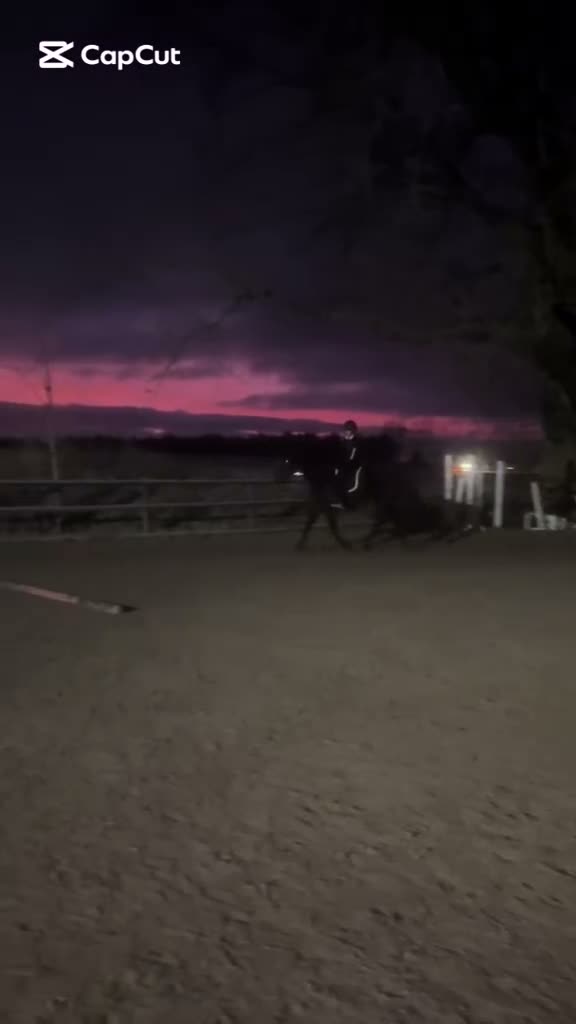 Allround hästar till salu: En häst med hjärta och motor🤍 - Video 2