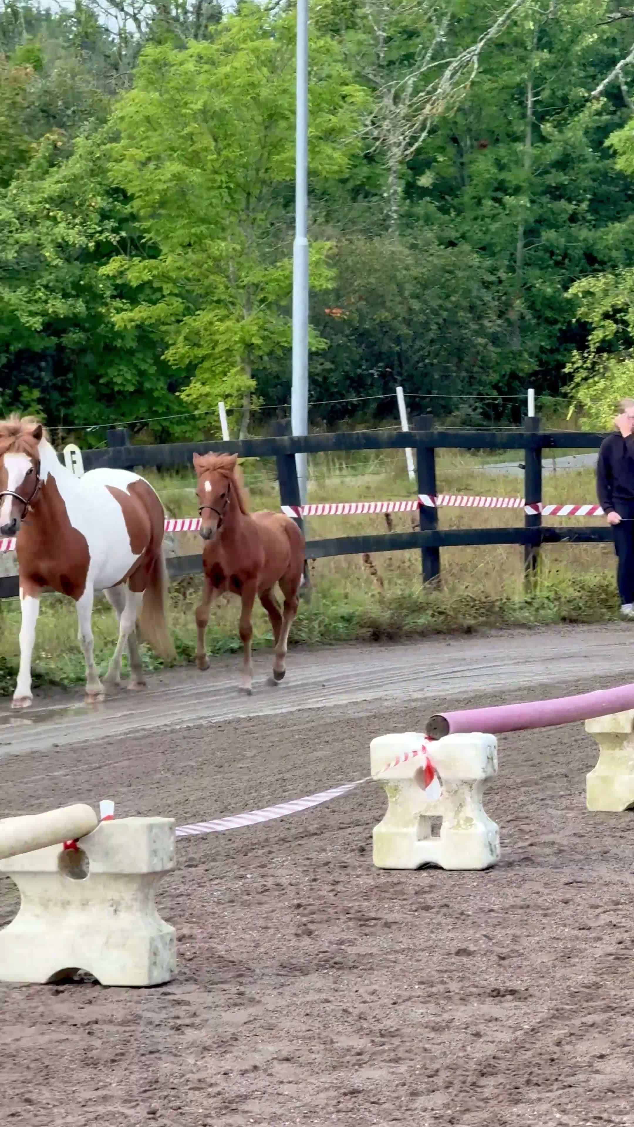 Island hästar till salu: Herkúles från Kvist – lovande hingst med toppstam - Video 1