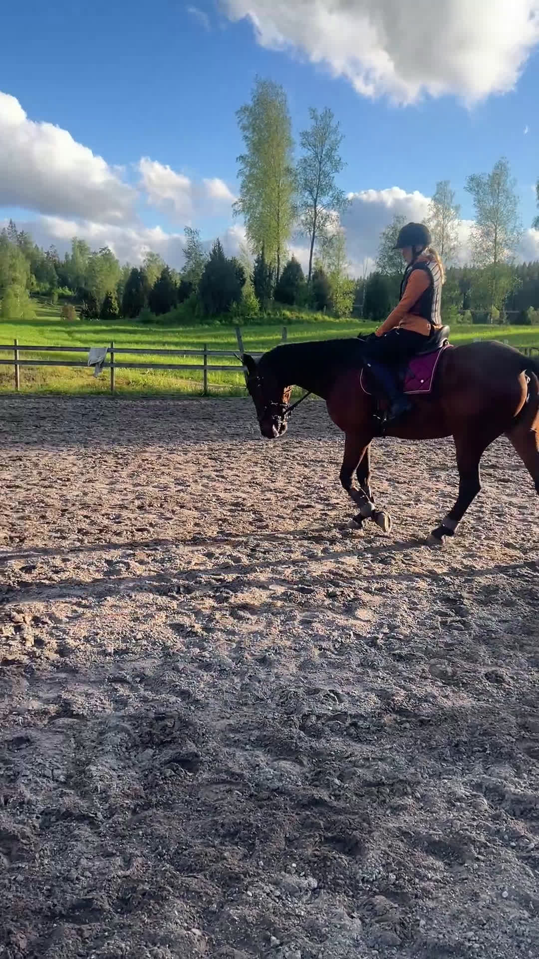 Allround hästar till salu: Varmblods travare till ridning i Hok - Video 2