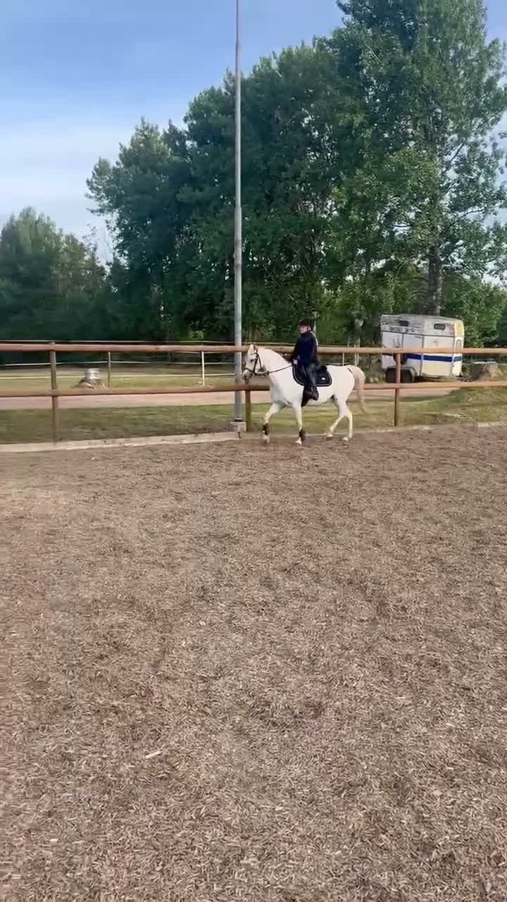Allround hästar till salu: Sockersöt welshponny  - Video 3