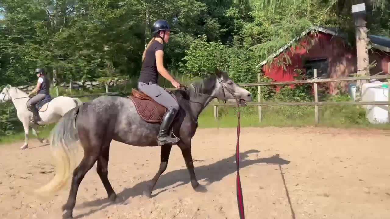 Allround hästar till salu: Trevlig ponny - Video 1