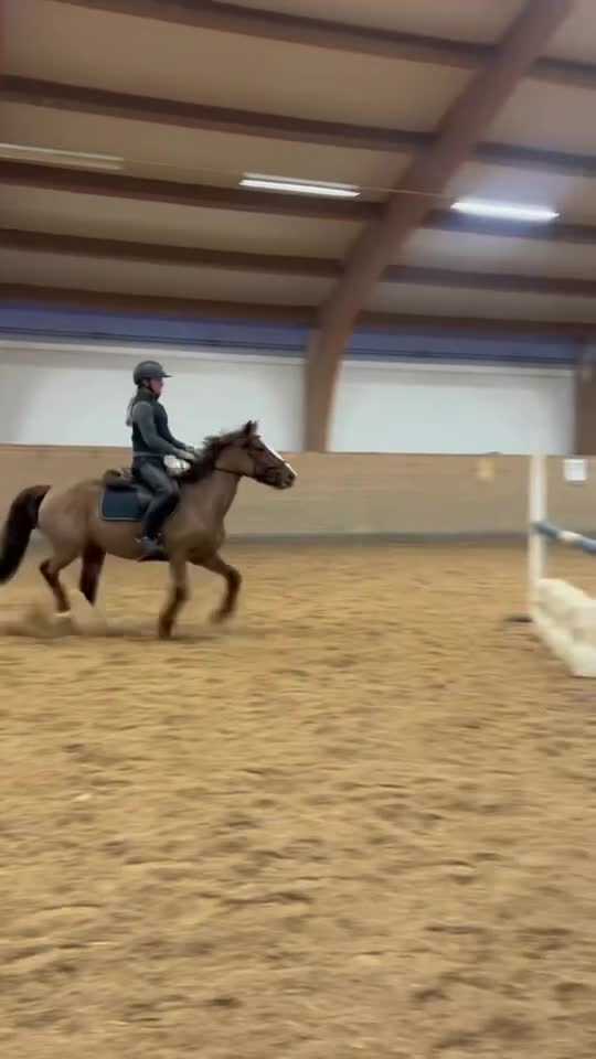 Allround hästar till salu: Världens snällaste allround ponnyn - Video 1