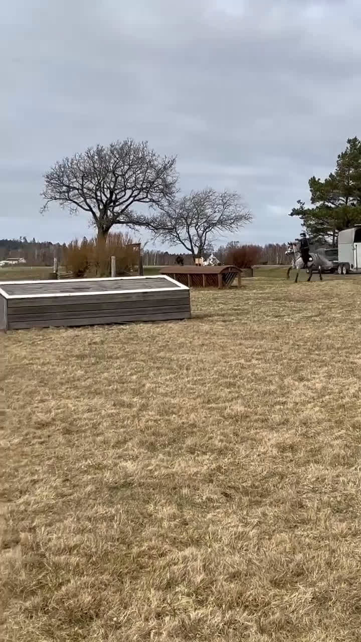 Allround hästar till salu: Drömponny inom valfri gren - Video 2