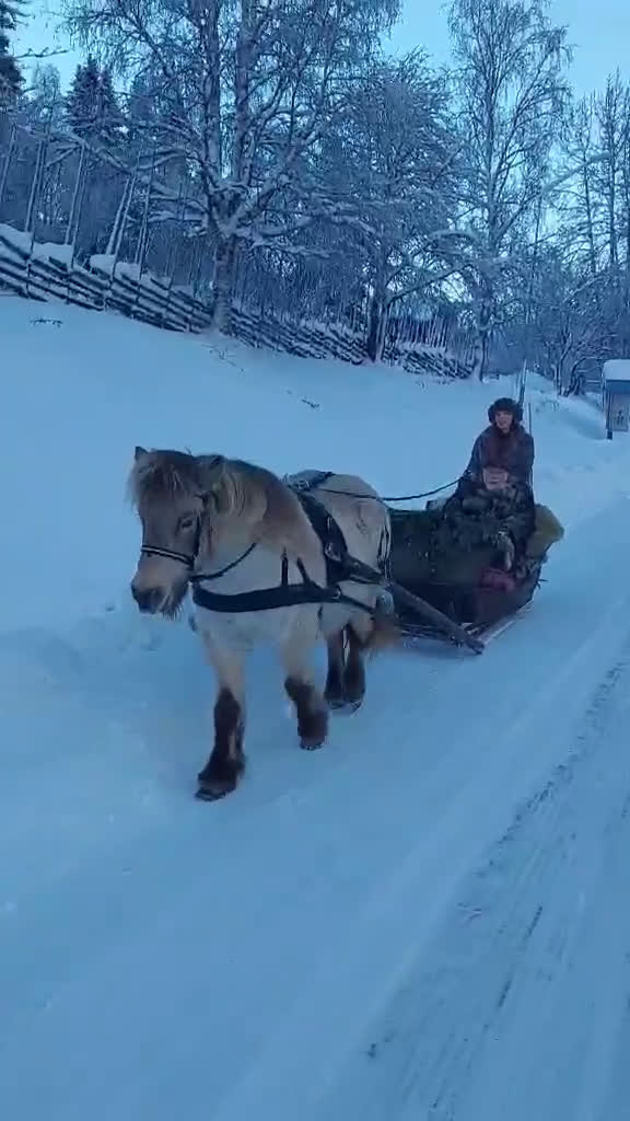 Island hästar till salu: Pigg dam i sina bästa år - Video 1