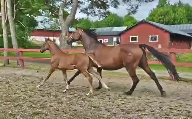 Dressyr hästar till salu: Föl med internationell dressyrstam i Hedemora - Video 1