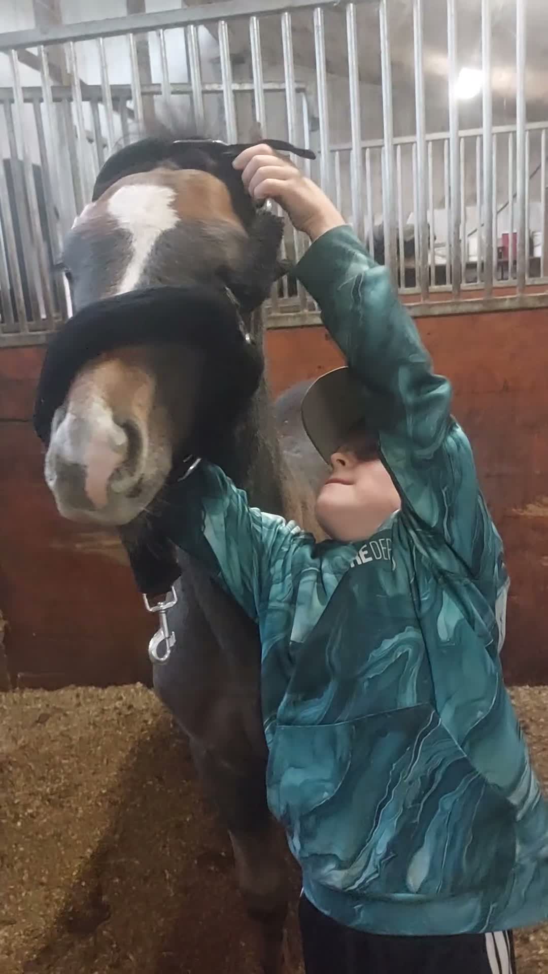 Fälttävlan hästar till salu: Föl med helt underbart temperament.  - Video 1