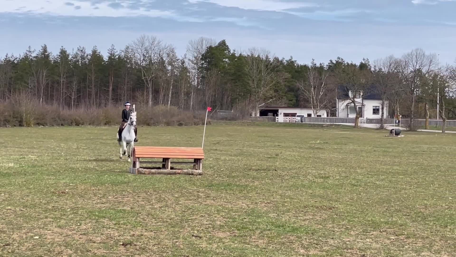 Fälttävlan hästar till salu: Rolig allroundponny - Video 5