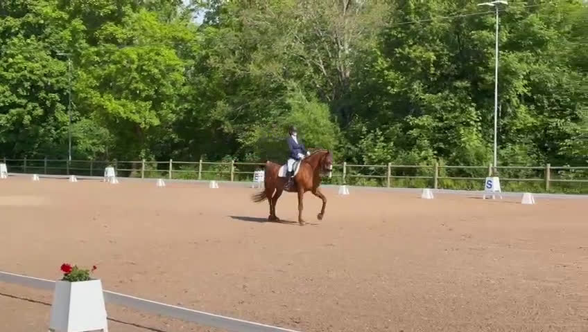 Dressyr hästar till salu: Härlig häst med mycket arbetsvilja i Sigtuna - Video 1