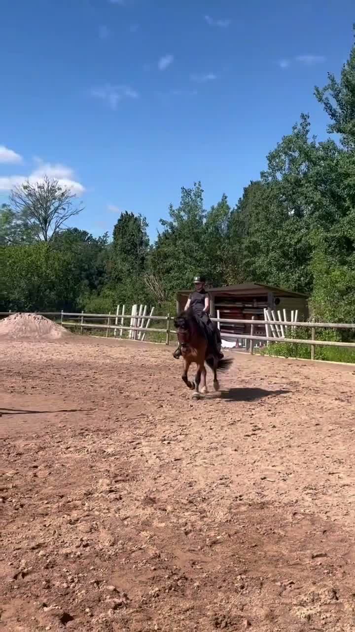 Dressyr hästar till salu: Dressyrponny/lyxig hobbyhäst  - Video 2