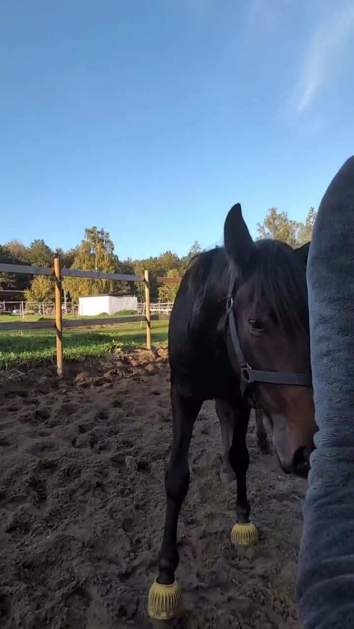 Trav hästar till salu: Genomsnäll kille. - Video 4