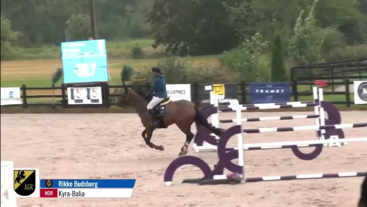 Hoppning hästar till salu: Fantastisk hopphäst - Video 1