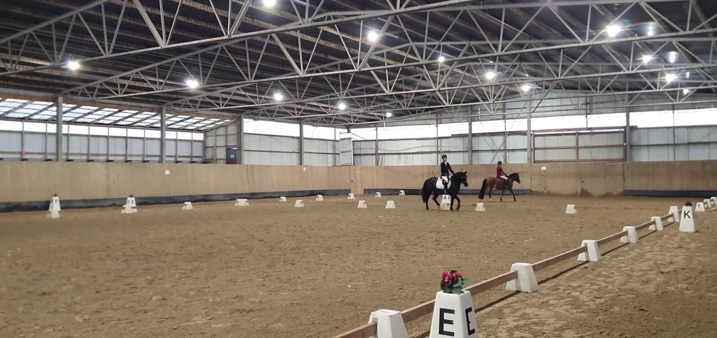 Hoppning hästar till salu: Bästa ponnyn söker ny kärleksfull familj  i Malmö - Video 3