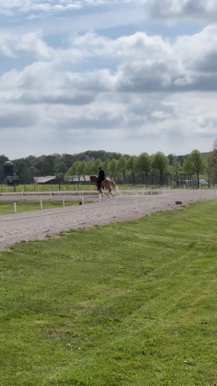 Island hästar till salu: Fyrgångsvalack som kan ”allt” i Kävlinge - Video 4