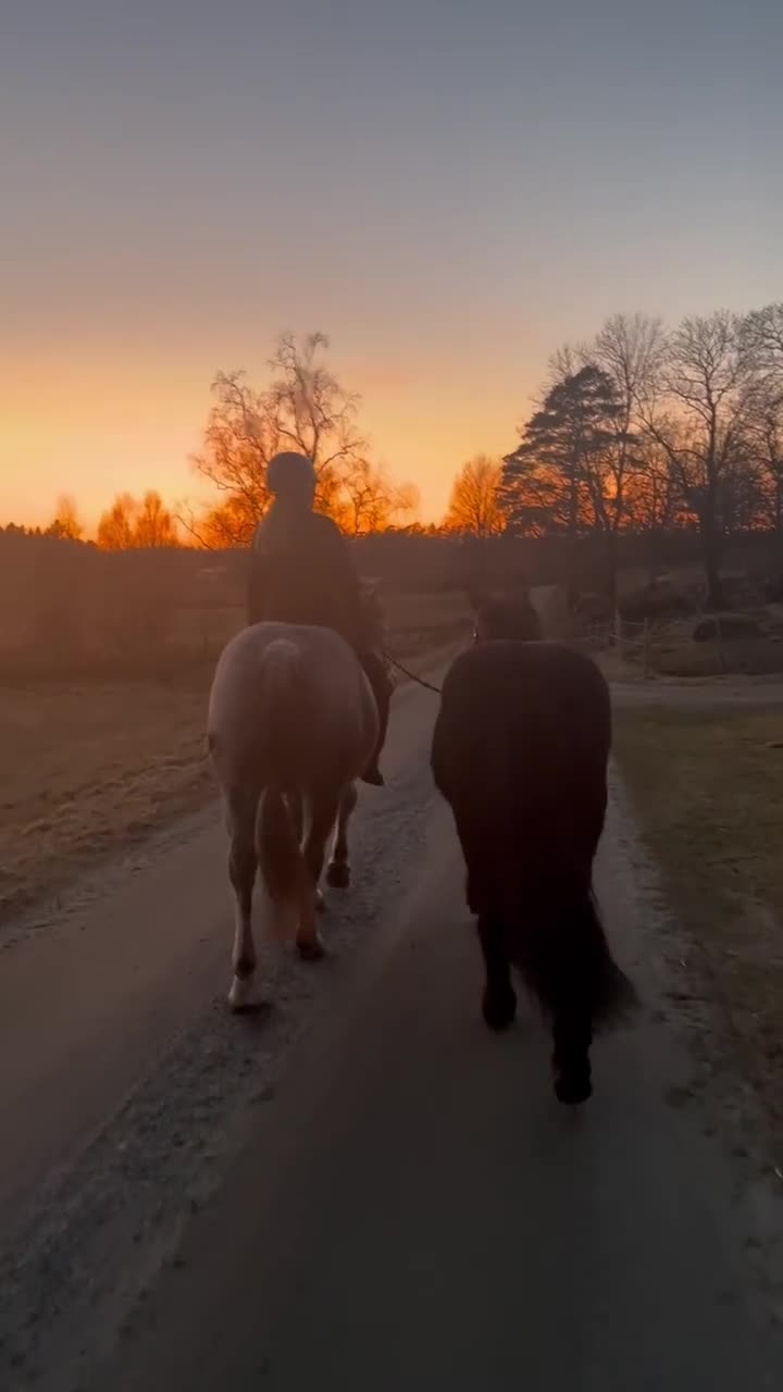Allround hästar till salu: Totte  - Video 5