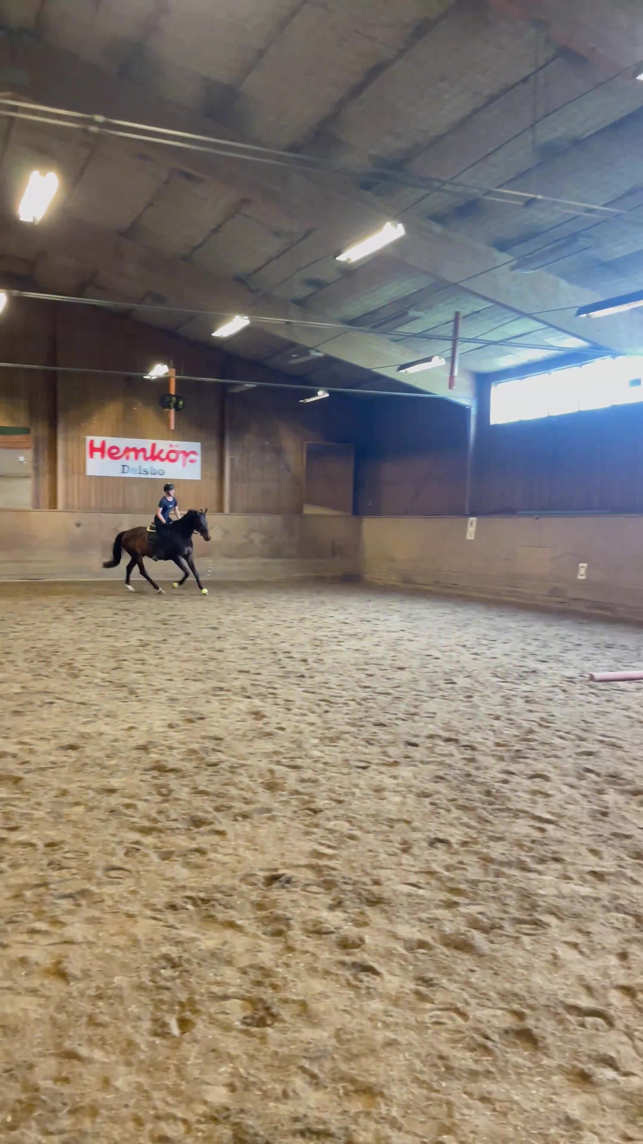 Allround hästar till salu: Genomsnäll valack söker nytt hem! RESERVERAD - Video 1