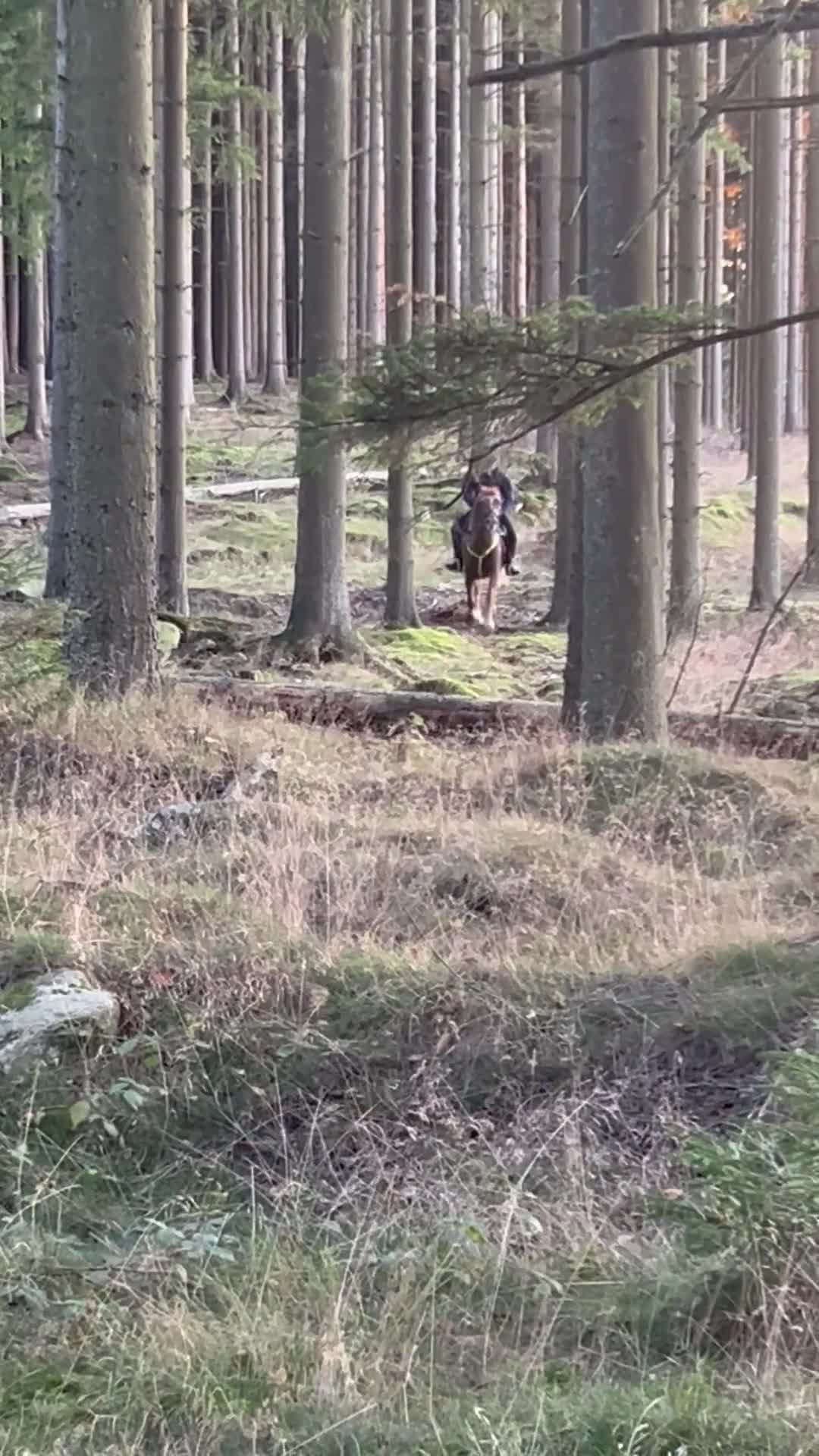 Allround hästar till salu: Familjeponny söker nytt hem! - Video 4