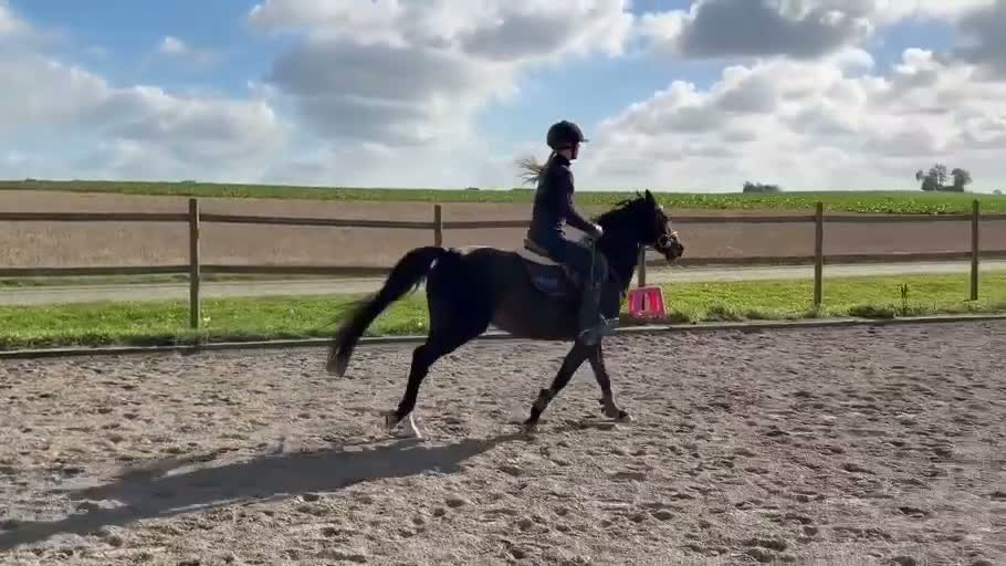 Hoppning hästar till salu: Trygg och rolig tävlingsponny - Video 1