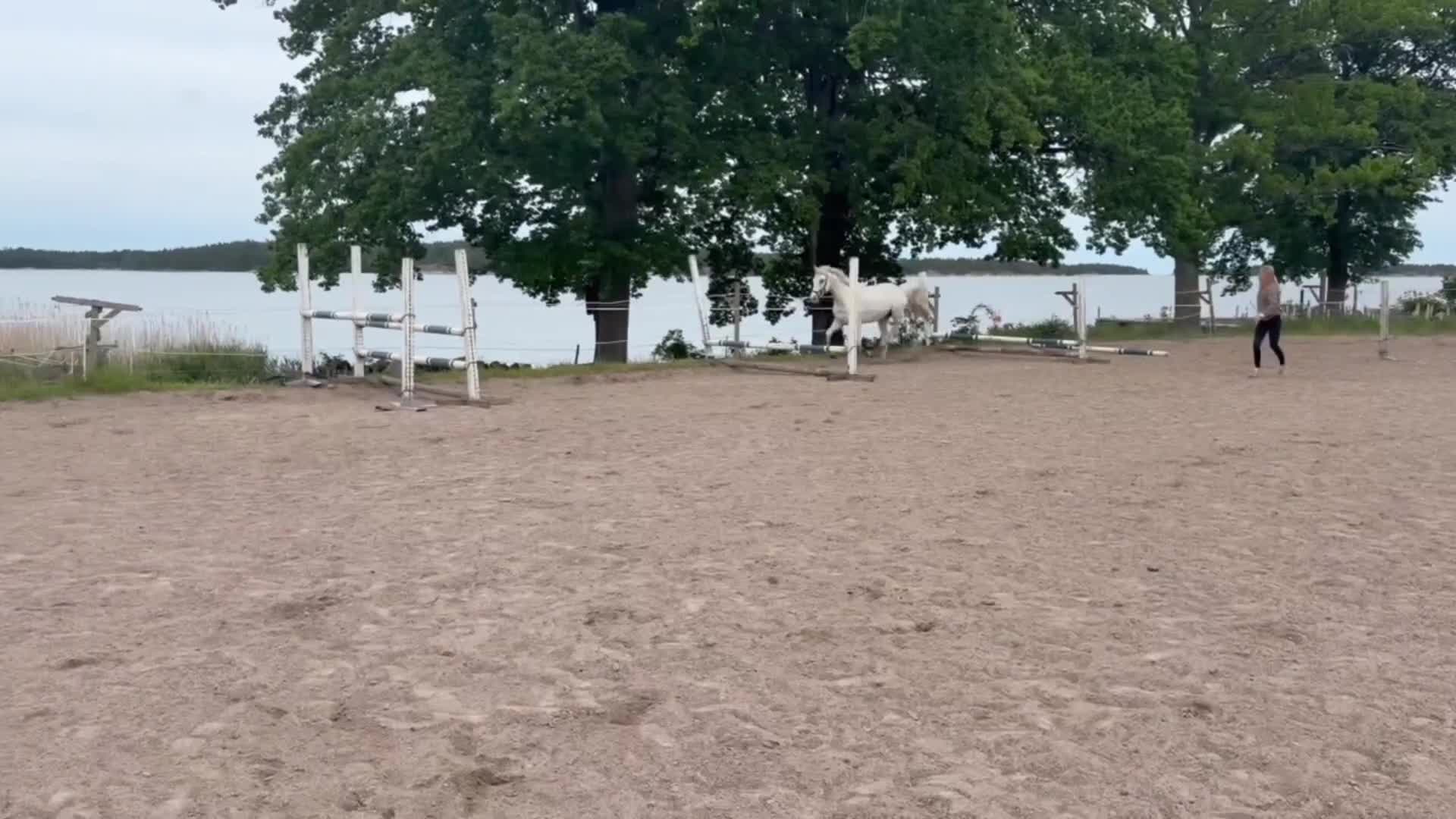 Hoppning hästar till salu: Utvecklingsbar Valack - Video 1
