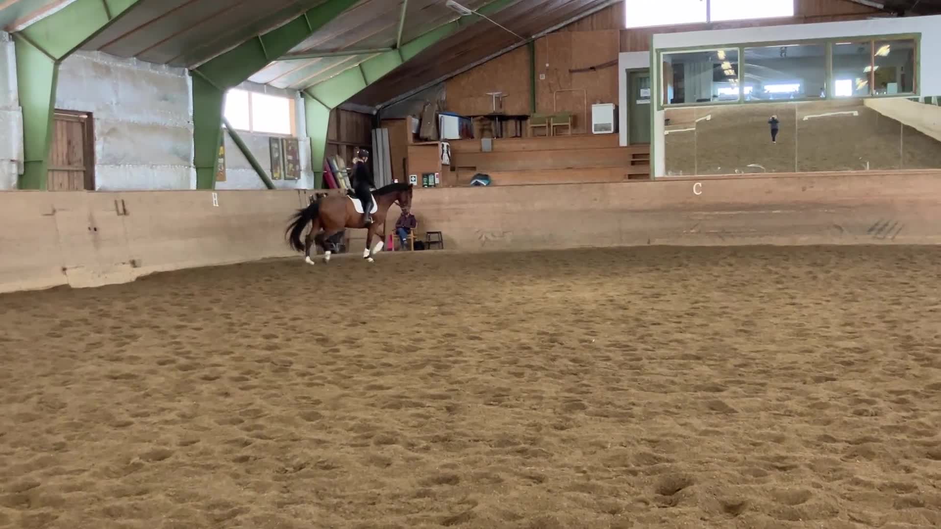 Dressyr hästar till salu: Lovande dressyrhäst!  - Video 1