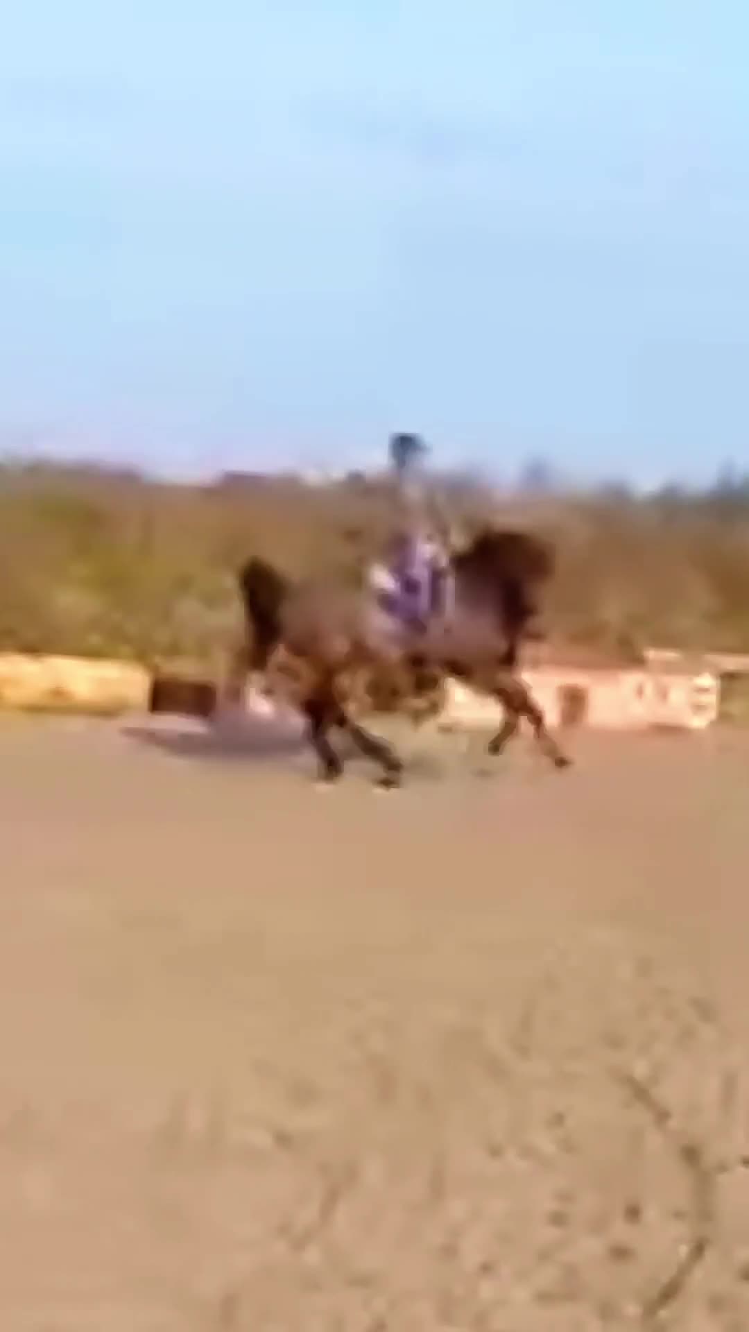 Hoppning hästar till salu: Hopphäst - Video 1