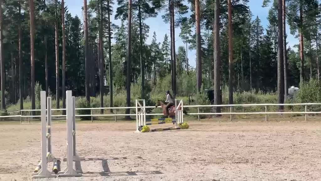 Allround hästar till salu: Trevlig allroundponny - Video 3