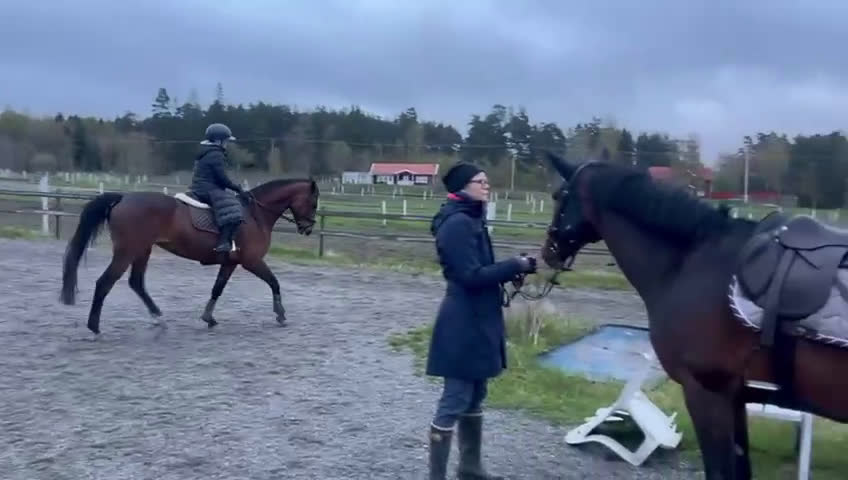 Allround hästar till salu: Toppstammad häst för varierad ridning i Sigtuna - Video 2