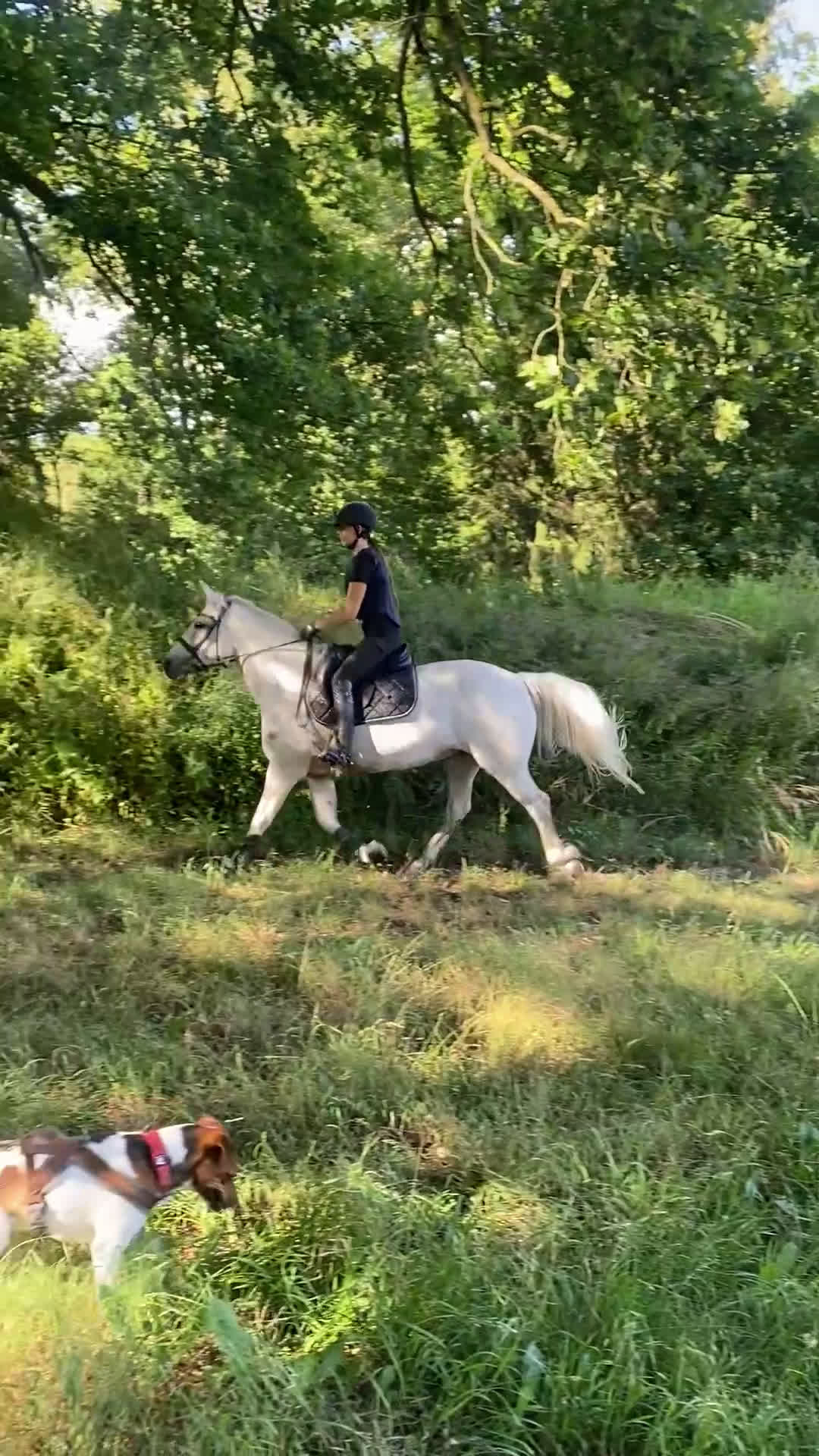 Allround hästar till salu: Dressyrponny i Lövestad - Video 3