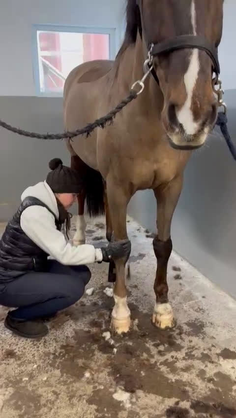 Allround hästar till salu: Valack med fin stam i Vallentuna - Video 2