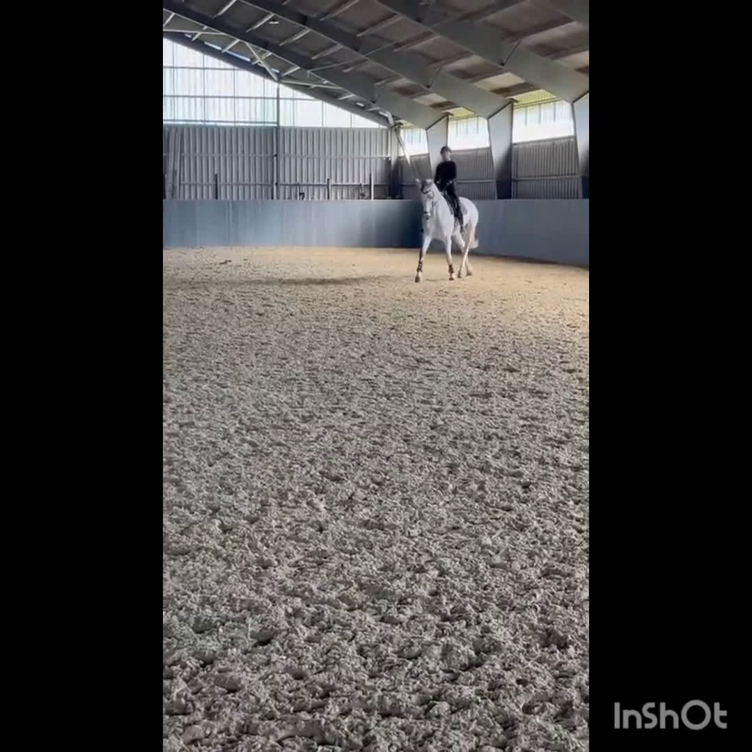 Hoppning hästar till salu: Vedels Supreme Rock  - Video 2