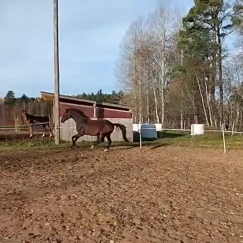 Dressyr hästar till salu: Lovande SWB-valack med framtiden framför sig. - Video 2
