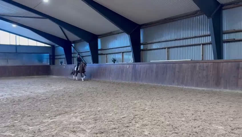 Dressyr hästar till salu: Mycket lovande unghäst.  - Video 1