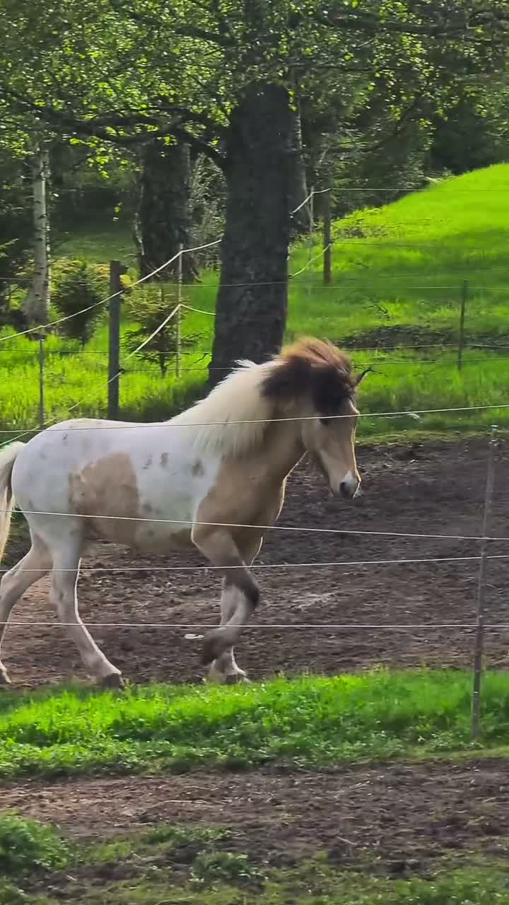 Island hästar till salu: En vacker bästa vän  - Video 2
