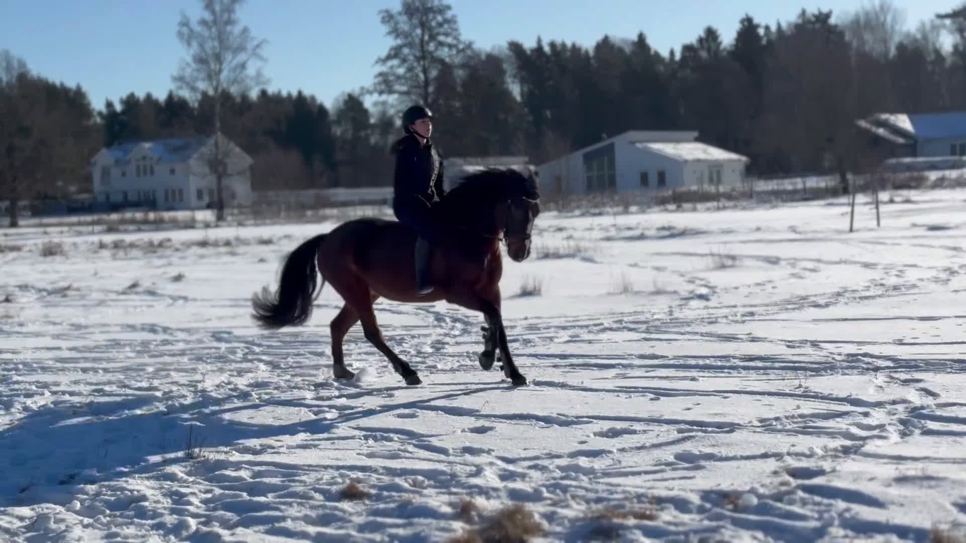 Hoppning hästar till salu: Sweetie Pie i Vikingstad - Video 1