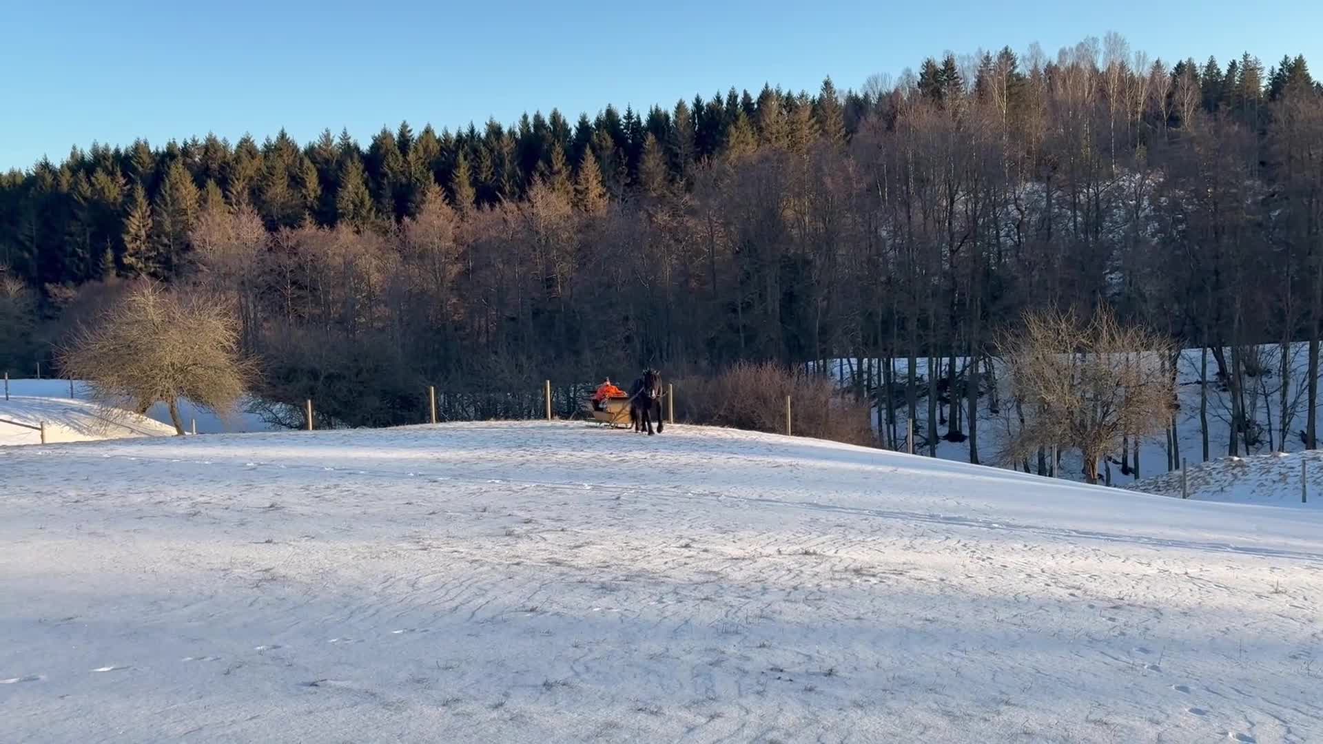 Körning hästar till salu: Nordsvensk Valack - Video 1