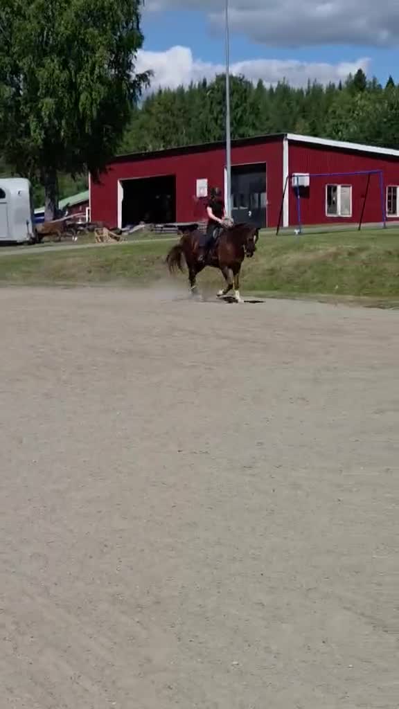 Hoppning hästar till salu: Trevlig valack till både hoppning och dessyr🧡 - Video 3