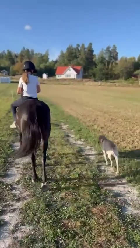 Hoppning hästar till salu: Trygg bästa kompis  - Video 1