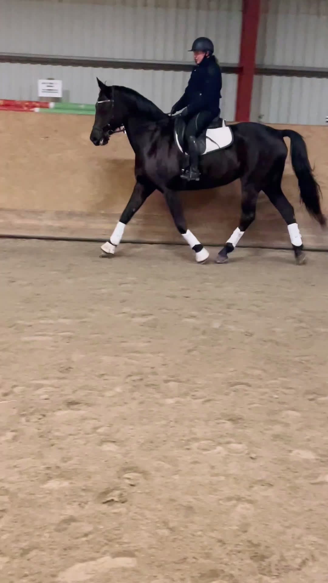 Dressyr hästar till salu: Tuff brud i lyxförpackning - Video 4