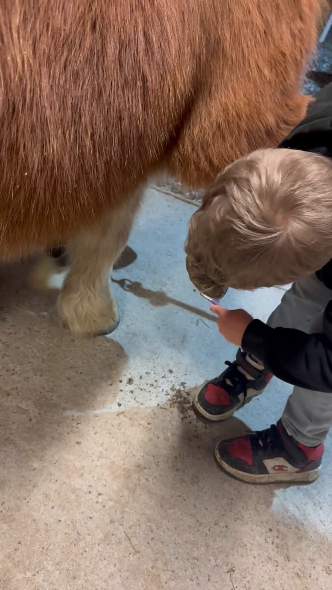 Allround hästar till salu: Underbar Shetlandsponny  i Årjäng - Video 4