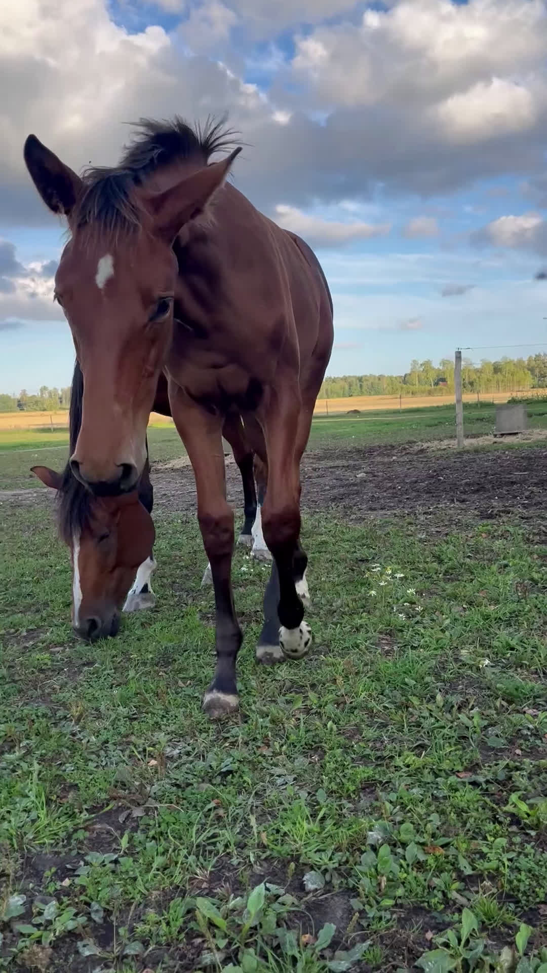 Hoppning hästar till salu: Prissänkt! Trevligt stoföl i Väring - Video 4