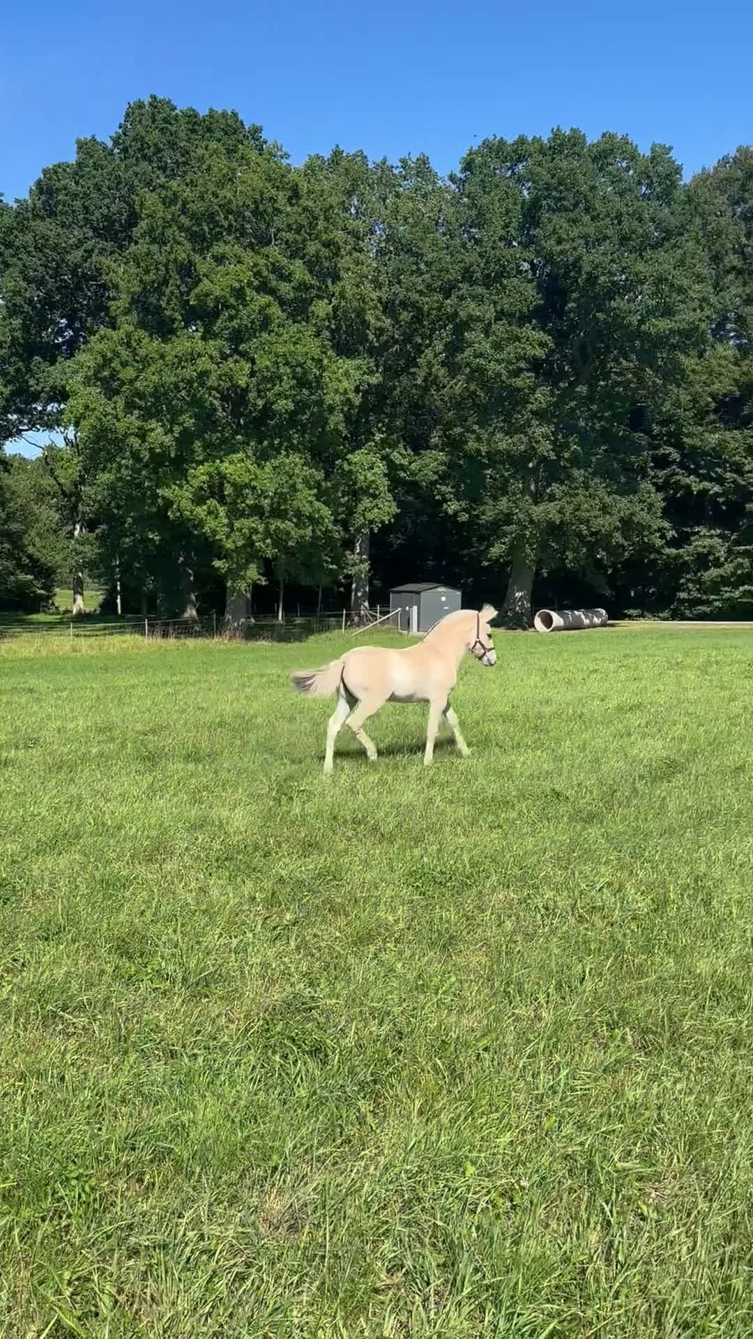 Allround hästar till salu: Stoföl med fin stam i Klippan - Video 1