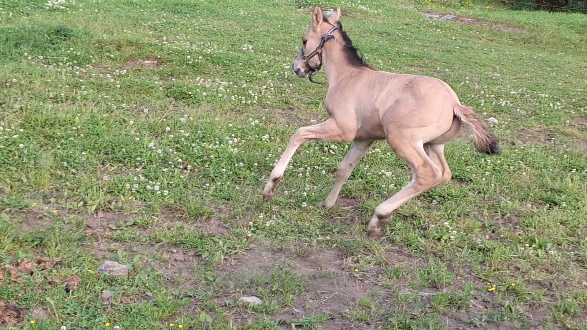Western hästar till salu: Super Eddie söker nytt hem. - Video 1