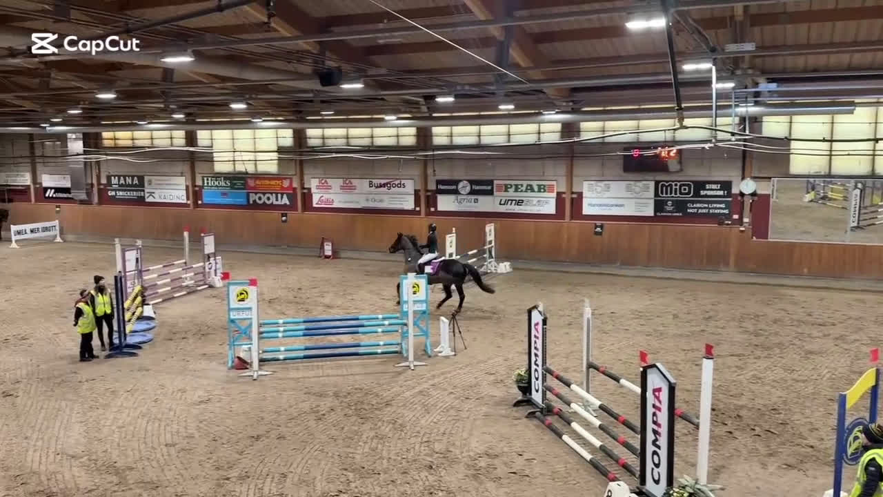 Allround hästar till salu: Snäll SWB valack söker nytt hem  - Video 1