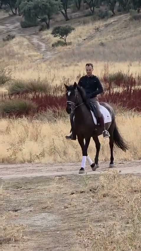 Allround hästar till salu: APSL reg Lusitano sto  - Video 1