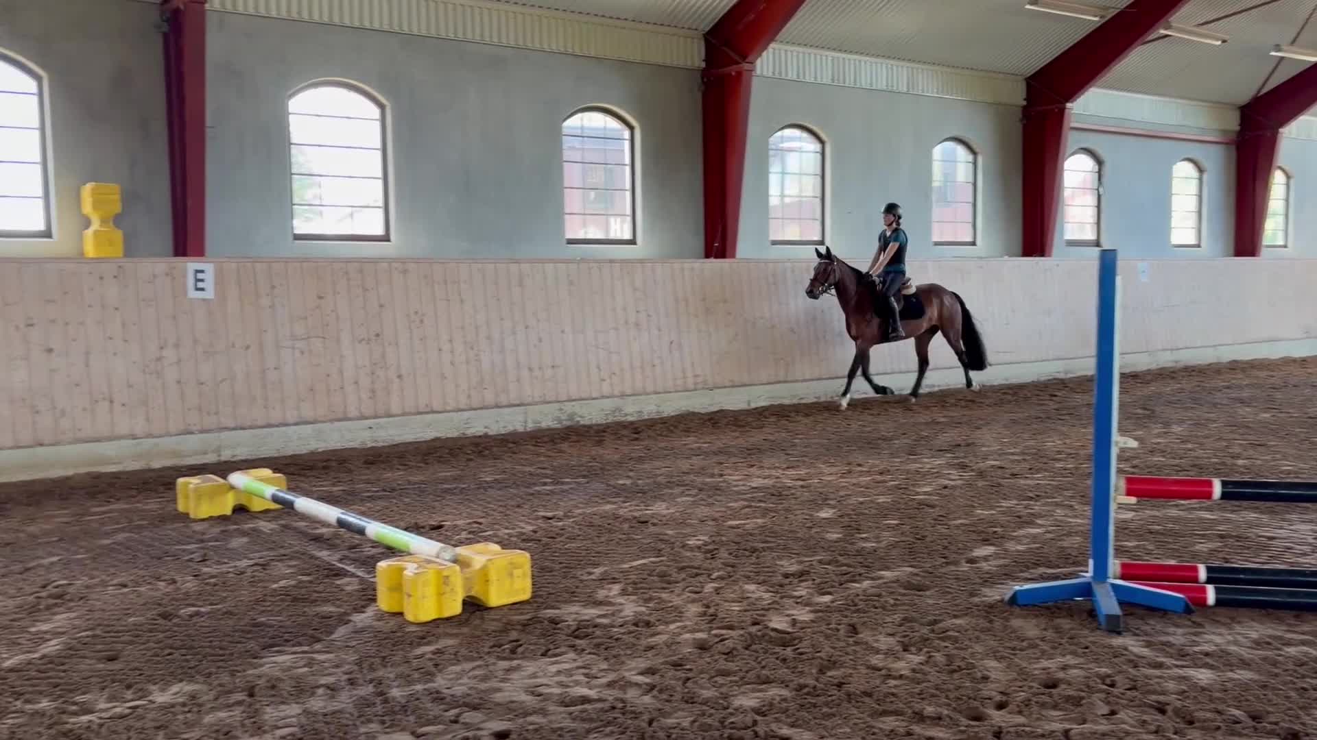 Allround hästar till salu: Connemara valack 🐴 - Video 2