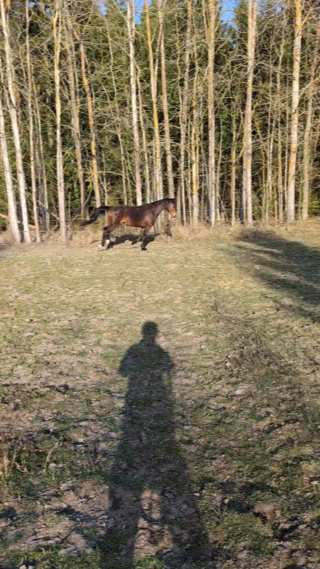 Avelshästar hästar till salu: Fint avelsto E Lancado UE: Cornet Obolensky - Video 1
