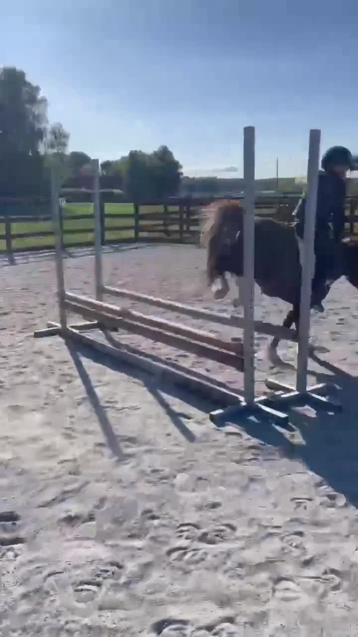 Hoppning hästar till salu: En shettis helt utöver det vanliga - Video 2