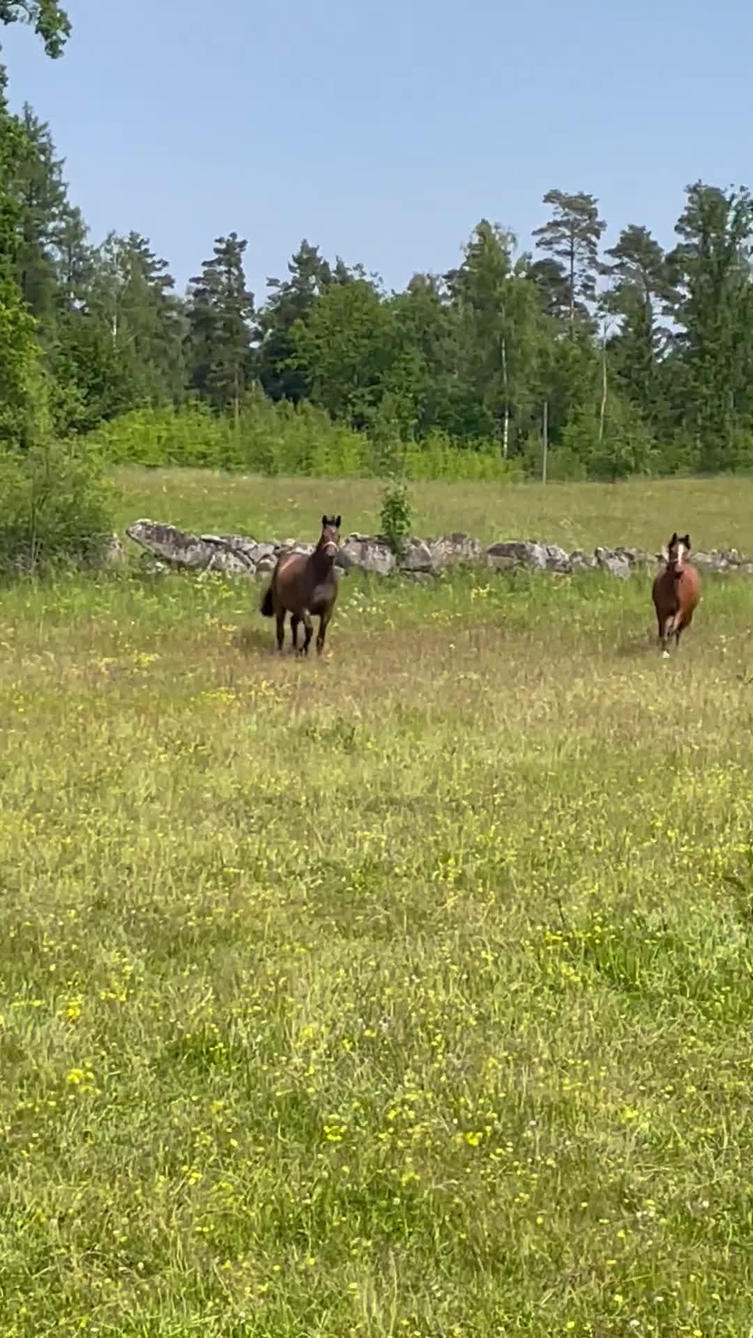 Allround hästar till salu: Riktig charmör som älskar livet. i Hässleholm - Video 1