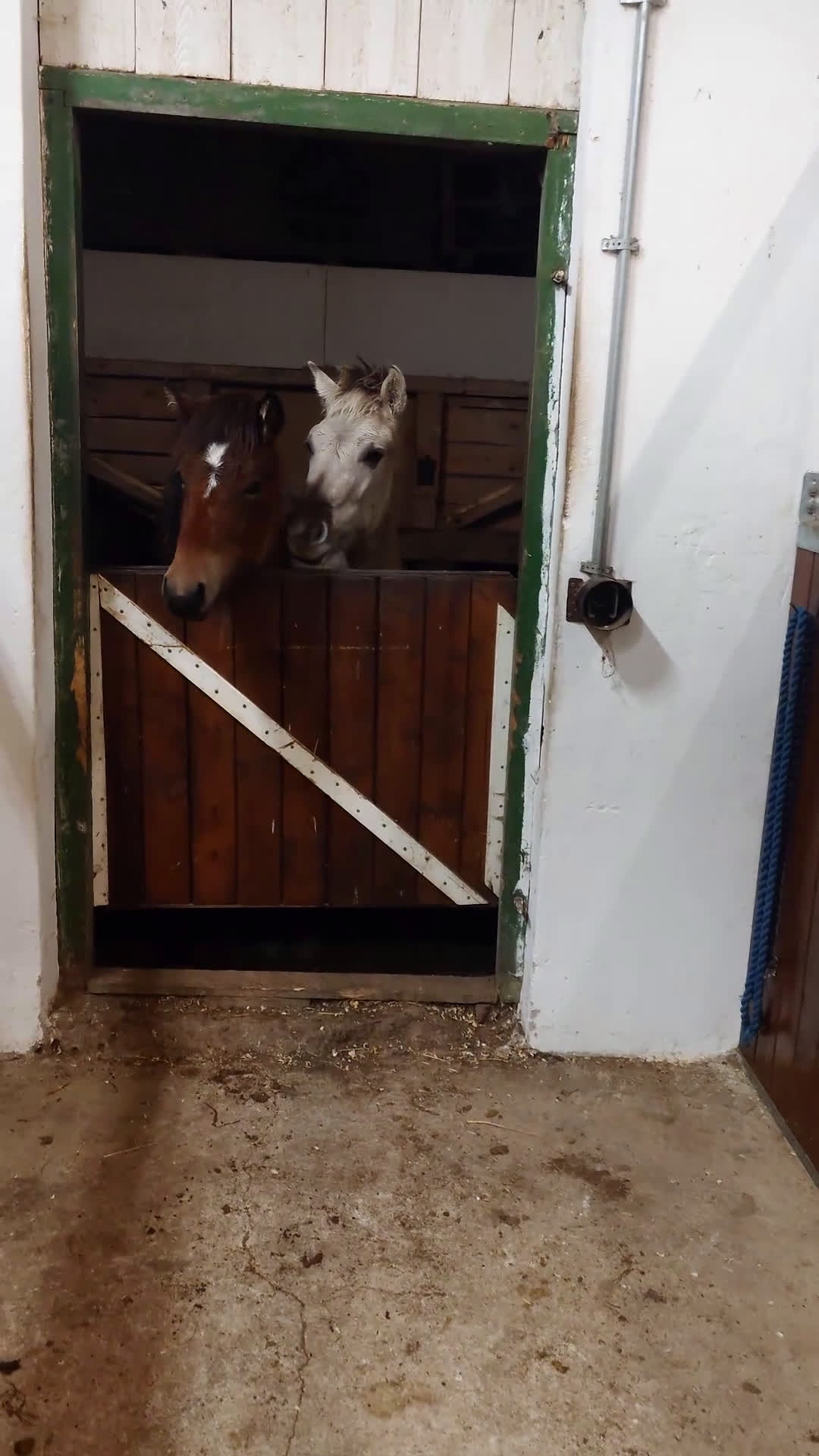 Allround hästar till salu: Mysigt ungsto - Video 1